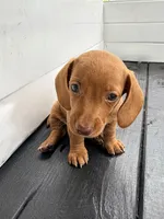 Red, a male Miniature Dachshund for sale in Saylorsburg, PA – 2 of 5