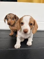 Ella, a female Miniature Dachshund for sale in Saylorsburg, PA – 4 of 6