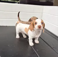 Ella, a female Miniature Dachshund for sale in Saylorsburg, PA – 2 of 6