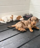 Cookie, a male Miniature Dachshund for sale in Saylorsburg, PA – 4 of 5