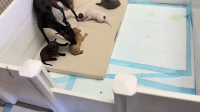 Facility video