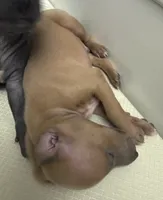 puppy 5, a male Italian Greyhound for sale in Los Angeles, CA – 2 of 4