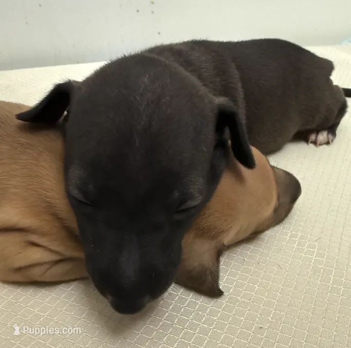 puppy 1  – Italian Greyhound puppy for sale in Los Angeles, CA