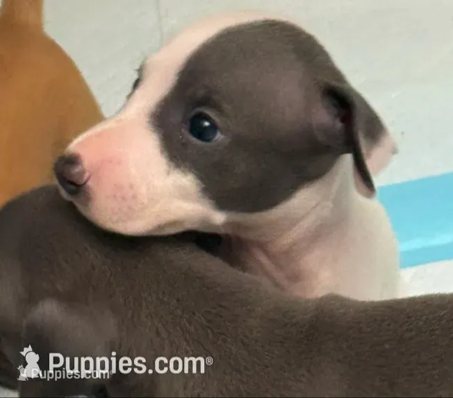puppy 4 – Italian Greyhound puppy for sale in Los Angeles, CA