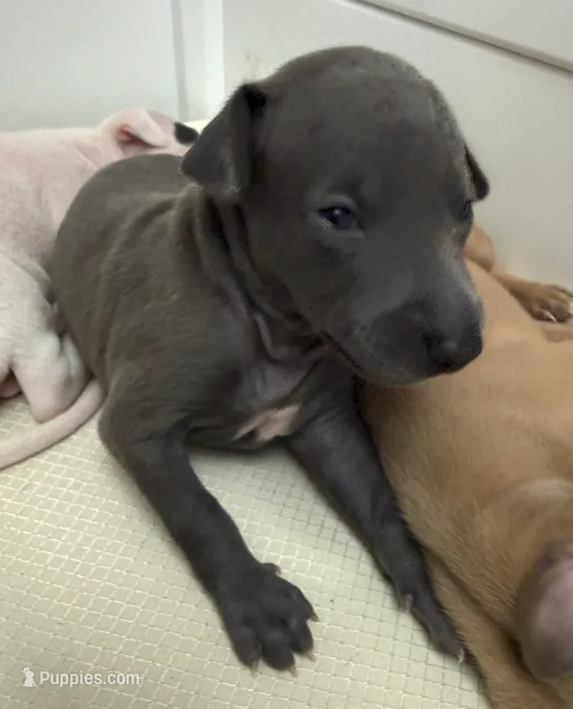 puppy 2 – Italian Greyhound puppy for sale in Los Angeles, CA