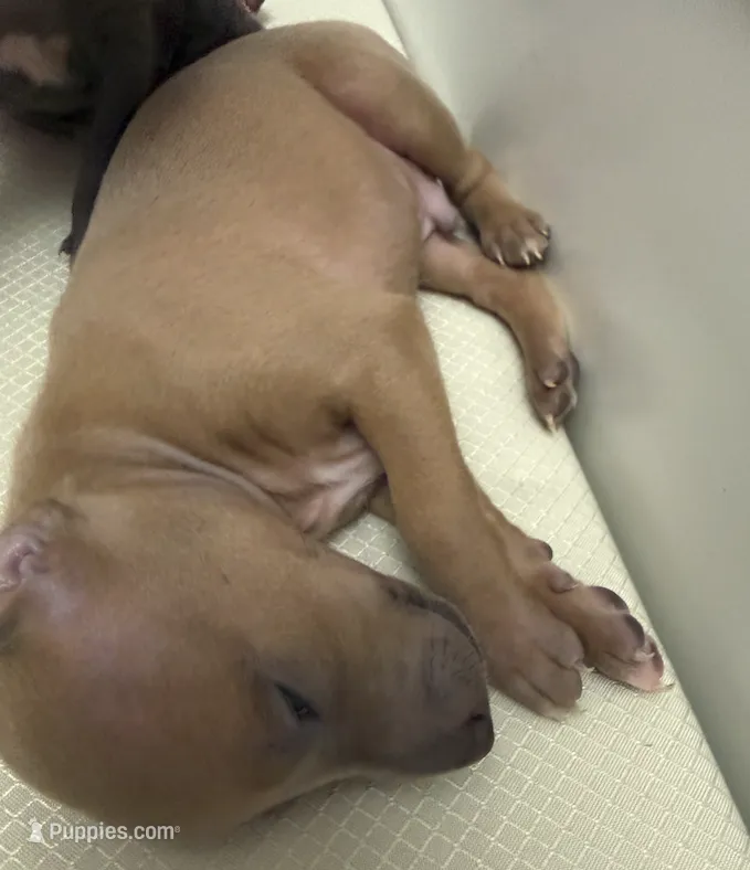 puppy 5 – Italian Greyhound puppy for sale in Los Angeles, CA