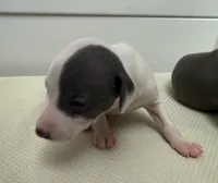 puppy 4, a male Italian Greyhound for sale in Los Angeles, CA – 3 of 5