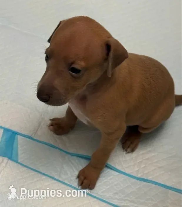 puppy 5 – Italian Greyhound puppy for sale in Los Angeles, CA