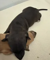 puppy 1 , a male Italian Greyhound for sale in Los Angeles, CA – 2 of 5