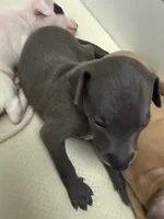 puppy 2, a male Italian Greyhound for sale in Los Angeles, CA – 3 of 5