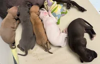 puppy 2, a male Italian Greyhound for sale in Los Angeles, CA – 5 of 5