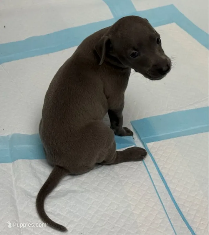 puppy 2 – Italian Greyhound puppy for sale in Los Angeles, CA