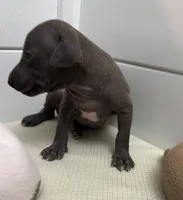 puppy 2, a male Italian Greyhound for sale in Los Angeles, CA – 2 of 5