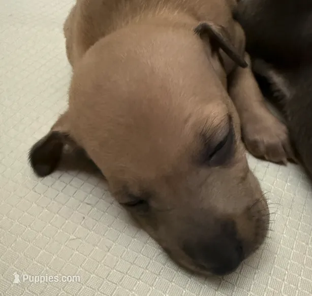 puppy 3 – Italian Greyhound puppy for sale in Los Angeles, CA