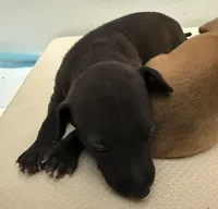 puppy 1 , a male Italian Greyhound for sale in Los Angeles, CA – 3 of 5