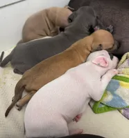 puppy 3, a male Italian Greyhound for sale in Los Angeles, CA – 5 of 5
