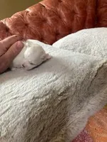 Rose, a female Maltese for sale in Anderson, SC – Photo 5 of 5