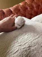 Rose, a female Maltese for sale in Anderson, SC – Photo 2 of 5