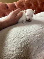 Rose, a female Maltese for sale in Anderson, SC – Photo 3 of 5