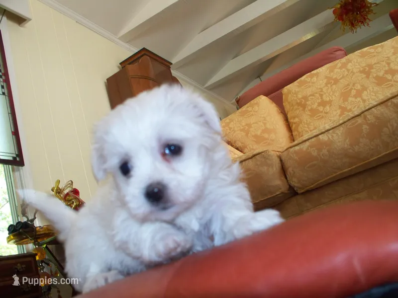 Rose, a female Maltese for sale in Anderson, SC – Photo 1 of 5
