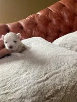 Rose, a female Maltese for sale in Anderson, SC – Photo 4 of 5