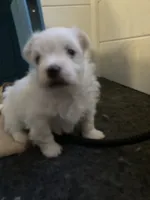 Cassie, a female Maltese for sale in Anderson, SC – Photo 1 of 2