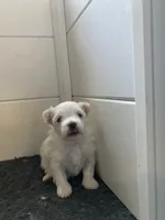 Cassie, a female Maltese for sale in Anderson, SC – Photo 2 of 2