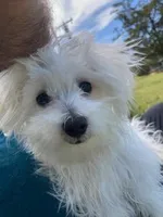 BeauJoe, a male Maltese for sale in Anderson, SC – Photo 1 of 6