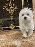 BeauJoe, a male Maltese for sale in Anderson, SC – Photo 2 of 6