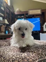 BeauJoe, a male Maltese for sale in Anderson, SC – Photo 4 of 6