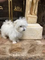 BeauJoe, a male Maltese for sale in Anderson, SC – Photo 3 of 6