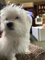 BeauJoe, a male Maltese for sale in Anderson, SC – Photo 6 of 6