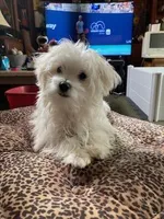 BeauJoe, a male Maltese for sale in Anderson, SC – Photo 5 of 6