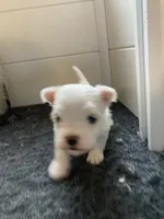 Gus, a male Maltese for sale in Anderson, SC – Photo 3 of 3