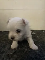 Gus, a male Maltese for sale in Anderson, SC – Photo 2 of 3