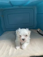 Gus, a male Maltese for sale in Anderson, SC – Photo 1 of 3