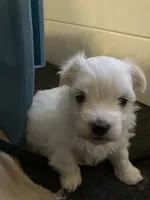 Ernie, a male Maltese for sale in Anderson, SC – Photo 2 of 3
