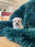 Ernie, a male Maltese for sale in Anderson, SC – Photo 1 of 3