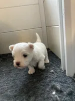 Ernie, a male Maltese for sale in Anderson, SC – Photo 3 of 3