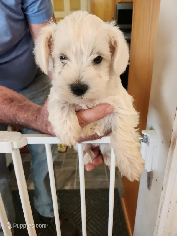 Ace – Miniature Schnauzer puppy for sale in Cullman, AL