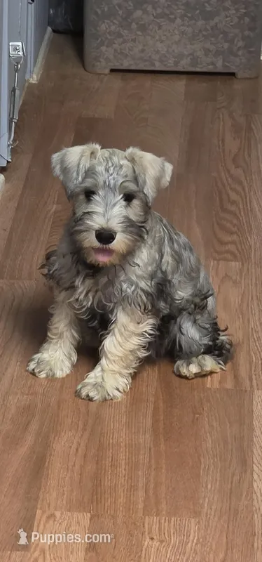 Sam – Miniature Schnauzer puppy for sale in Cullman, AL