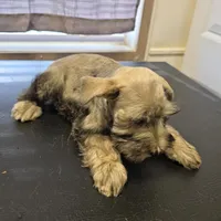 Sam, a male Miniature Schnauzer for sale in Cullman, AL – Photo 3 of 4