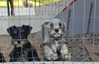 Sam, a male Miniature Schnauzer for sale in Cullman, AL – Photo 4 of 4