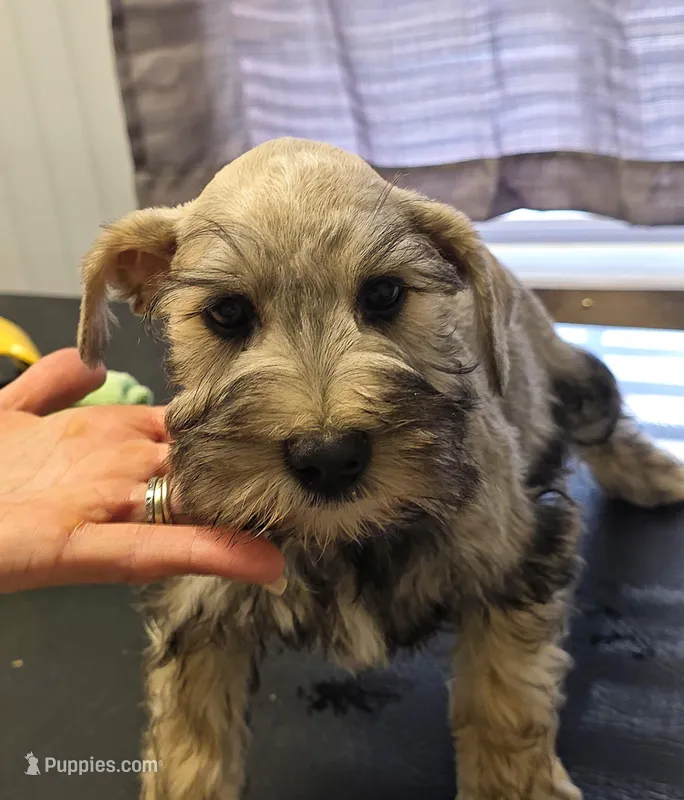 Sam – Miniature Schnauzer puppy for sale in Cullman, AL
