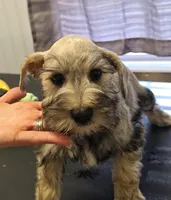 Sam, a male Miniature Schnauzer for sale in Cullman, AL – Photo 2 of 4