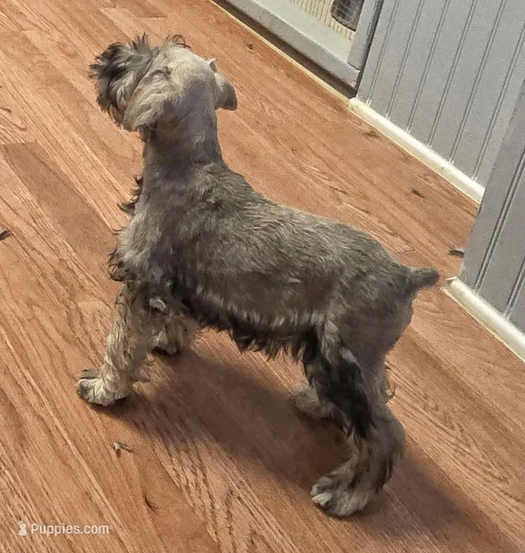 Sam – Miniature Schnauzer puppy for sale in Cullman, AL
