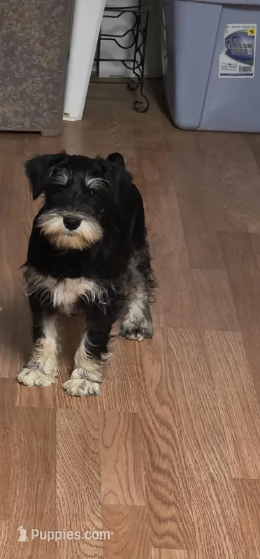 Jasper – Miniature Schnauzer puppy for sale in Cullman, AL