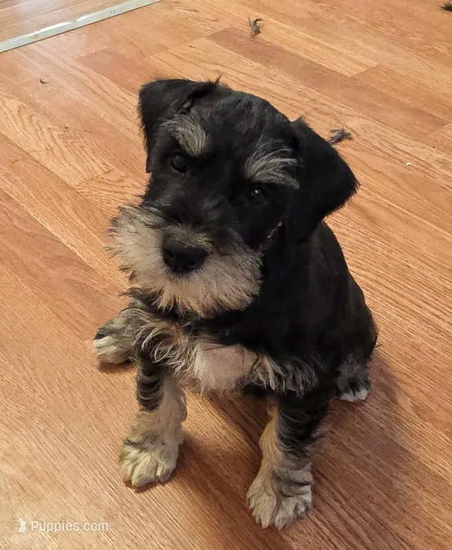 Jasper – Miniature Schnauzer puppy for sale in Cullman, AL