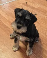 Jasper, a male Miniature Schnauzer for sale in Cullman, AL – Photo 1 of 4