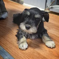 Jasper, a male Miniature Schnauzer for sale in Cullman, AL – Photo 3 of 4